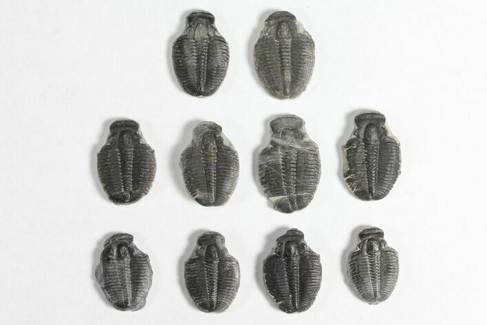 Lot: / Elrathia Trilobite Molt Fossils - Pieces #92041